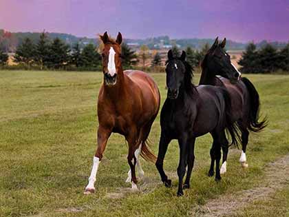 3 horses running with purple sky