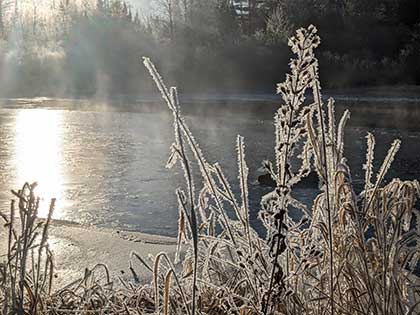 frost covered foliage on river