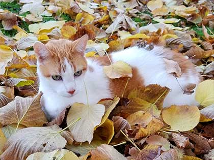 white and orange cat laying in the leaves