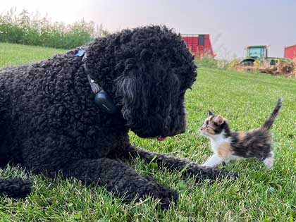 small kitten approaching black dog with tractor in background