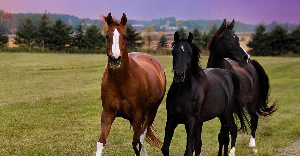 3 horses running with a purple sky